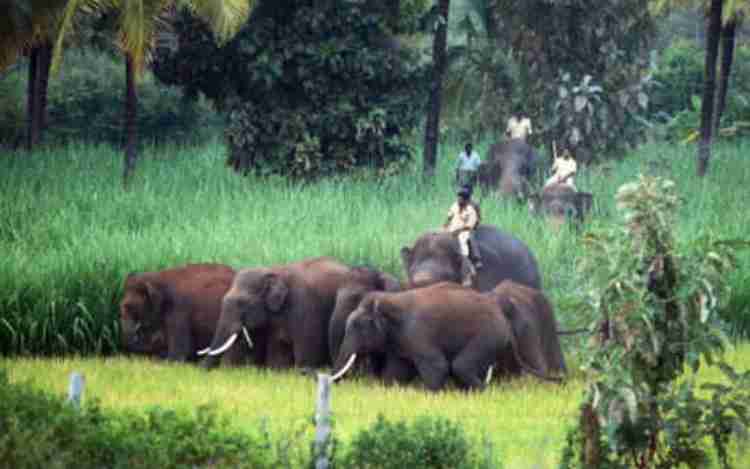 Bandipur National Park