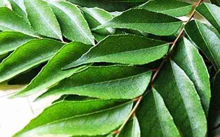 Curry Leaves Benefits, Nutrition And Side Effects