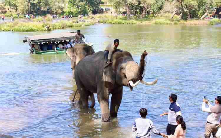 Dubare Elephant Camp